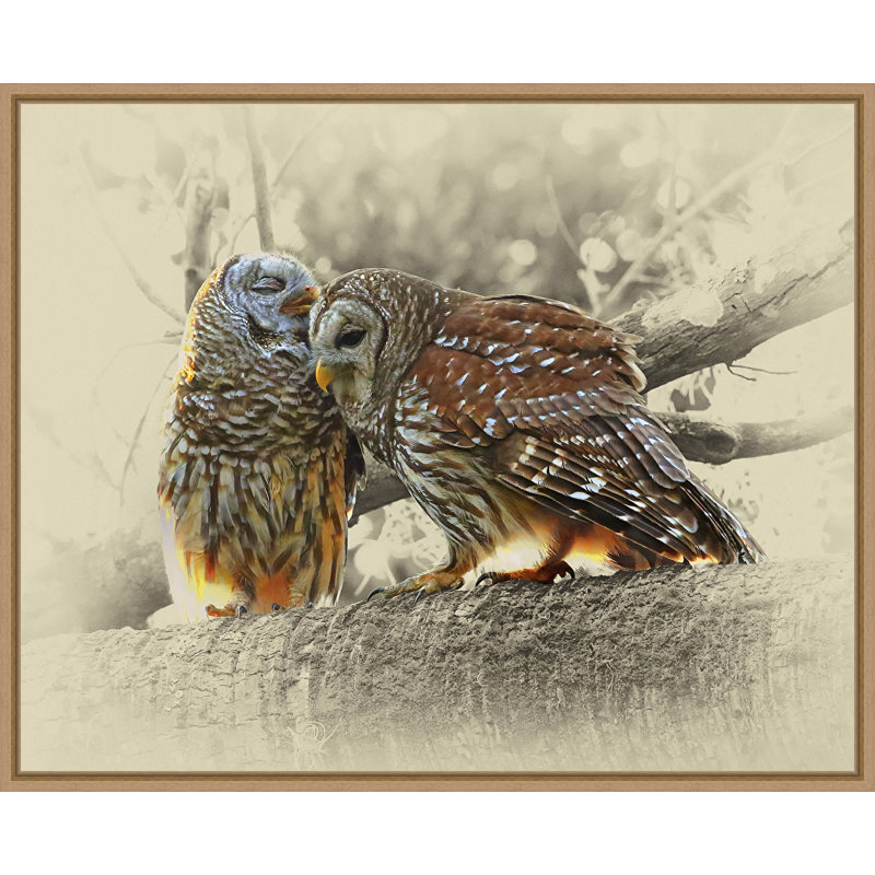 Ashton Wall Décor LLC 'Barred Owls' Framed Photographic Print on Wrapped Canvas Wayfair